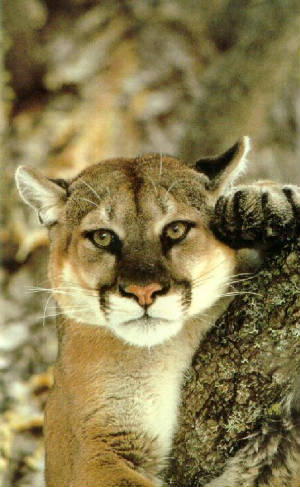 cm9006-cougar-leaning_on_tree-closeup.jpg